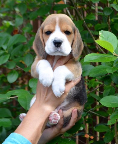 beagle - tango 1
